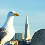 seagull bird